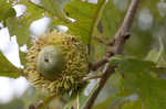 Bur oak